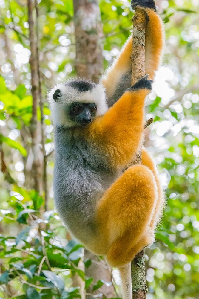 Madagascar-Andasibe-Vakona Lodge-Lemur Island Diademed sifaka in a tree